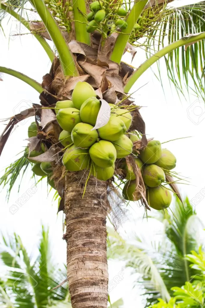 coconut