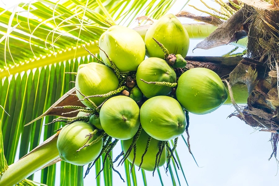 coconut fruit 2