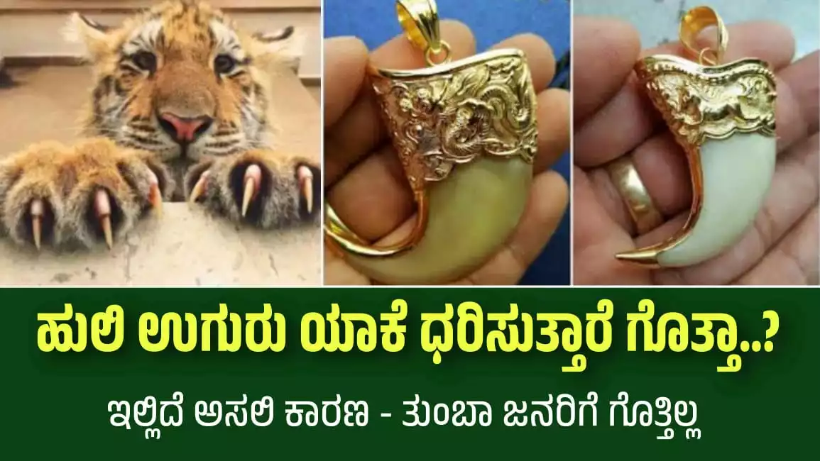 tiger claw pendant uses
