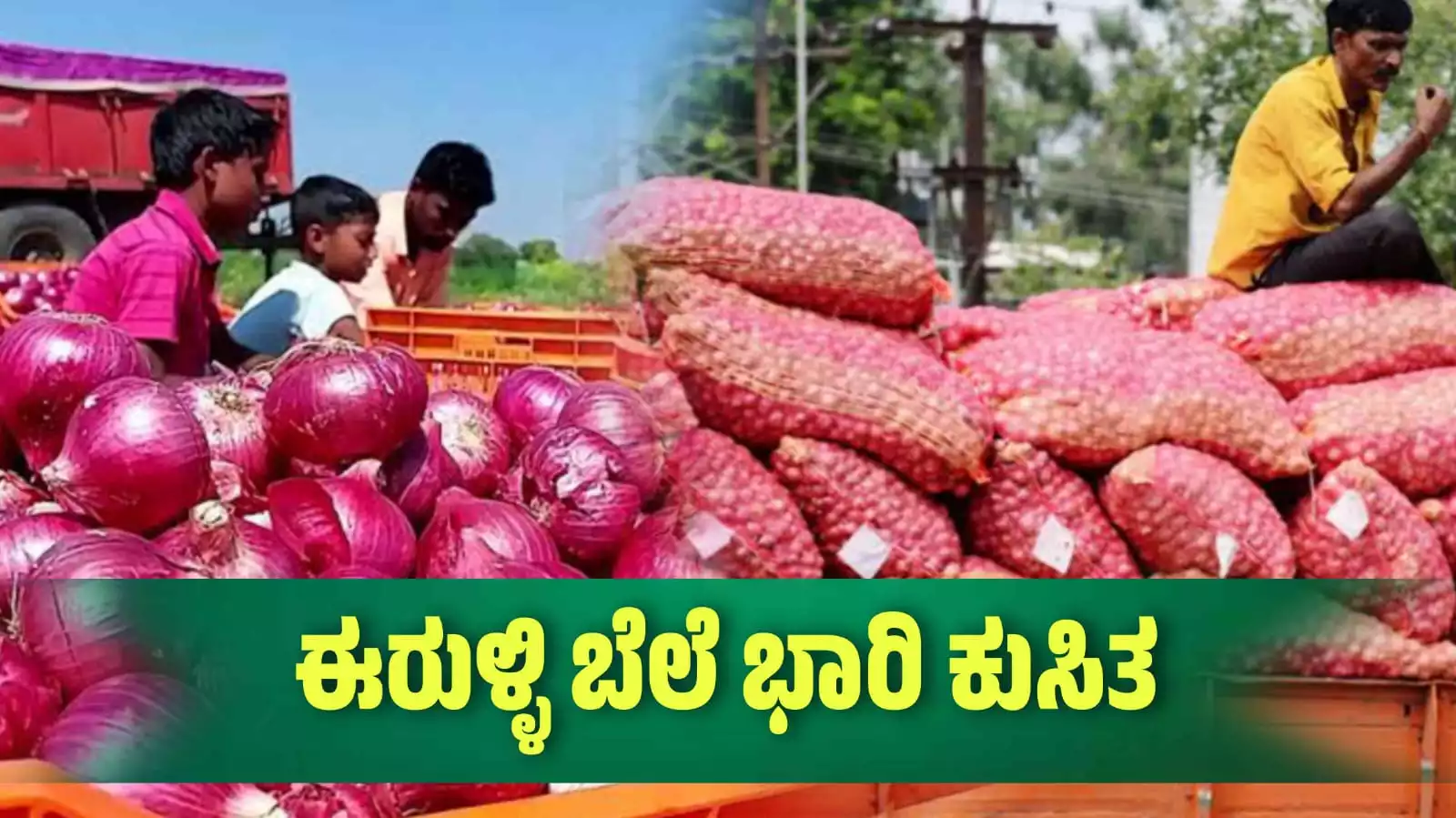 onion price