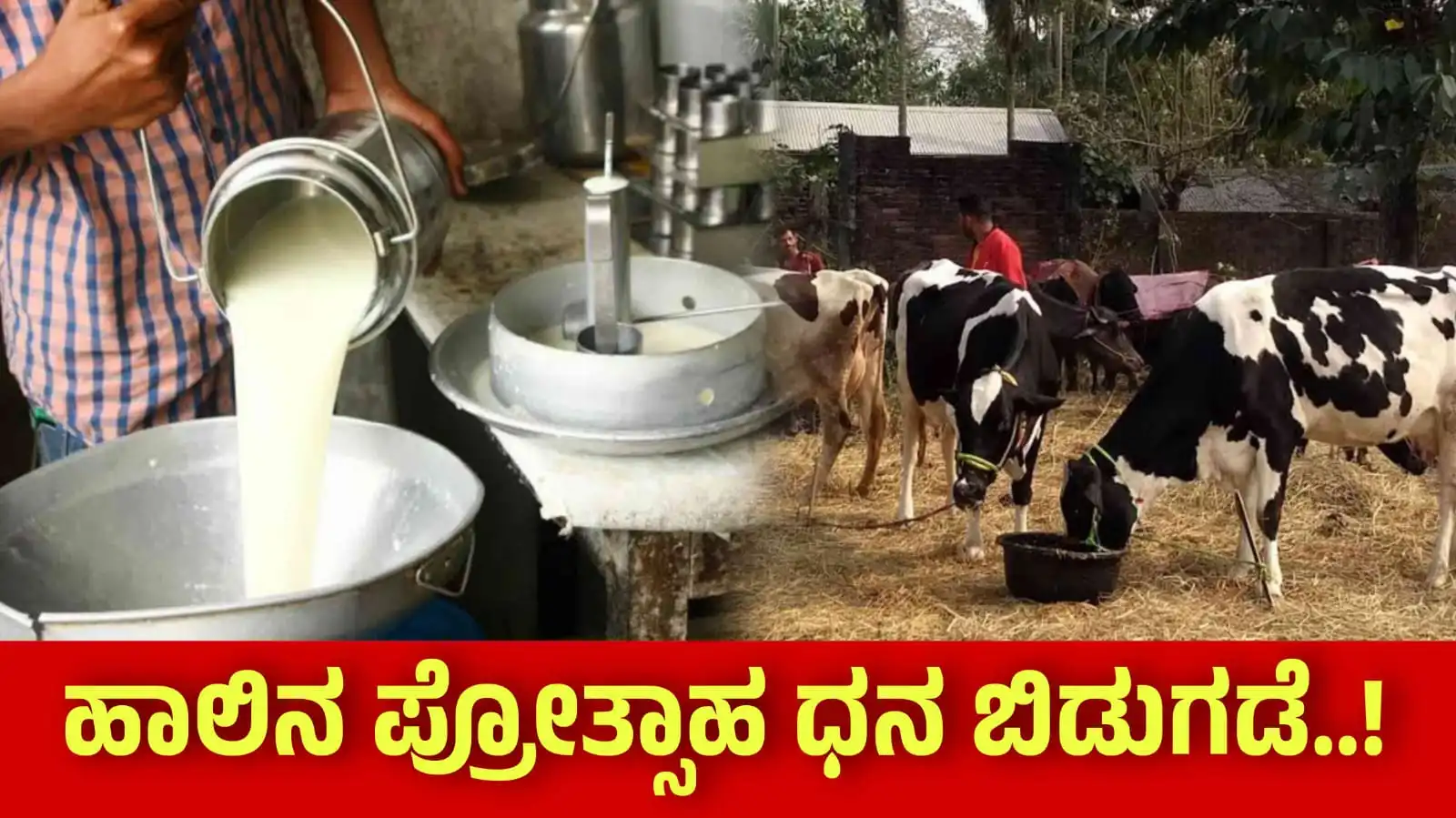 milk incentive 2024