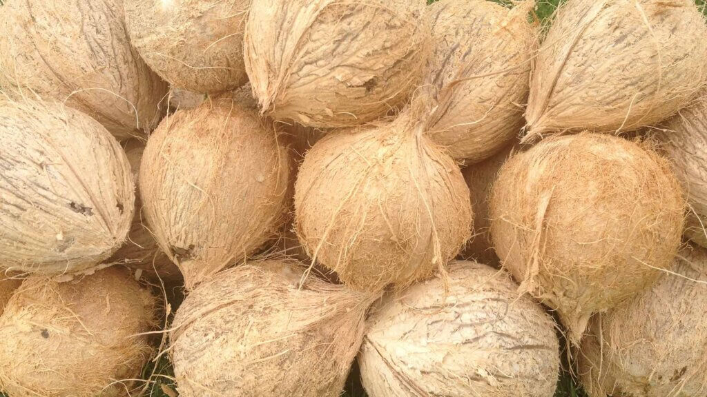 Kauai Coconuts