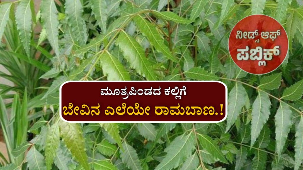 WhatsApp Image 2025 07 06 at 12.38.35 PM