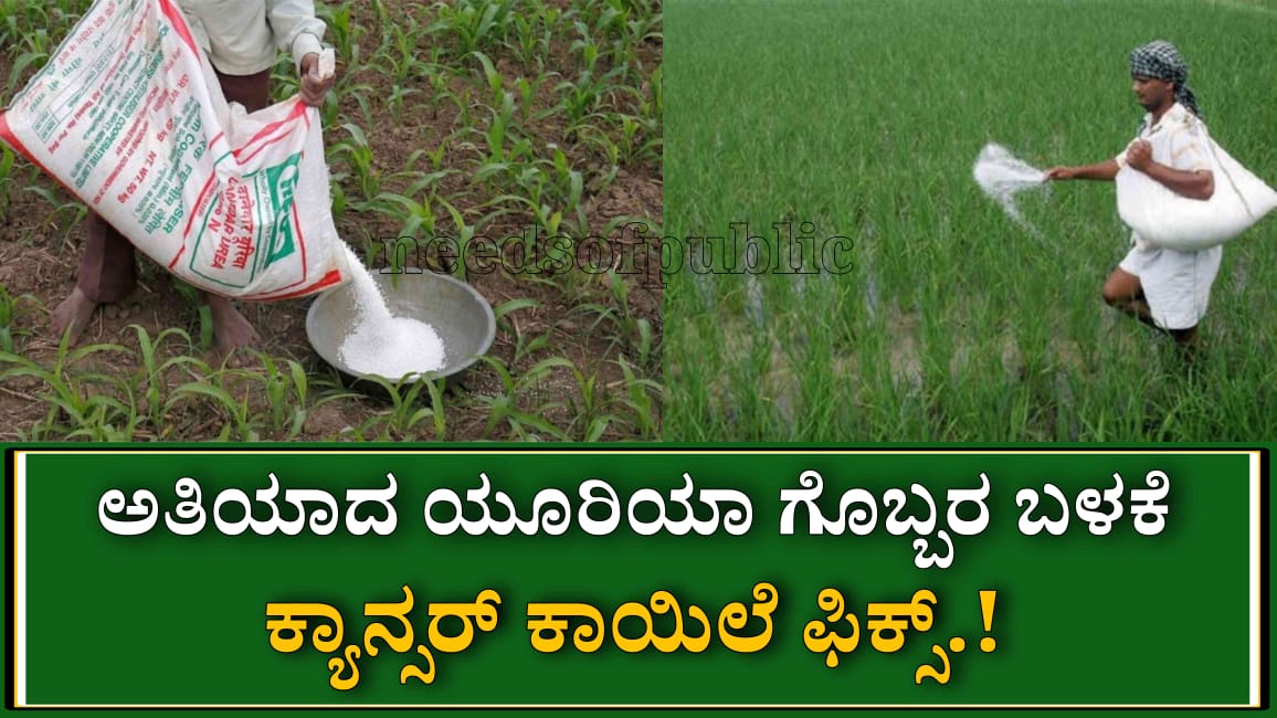 WhatsApp Image 2025 07 31 at 6.48.59 PM