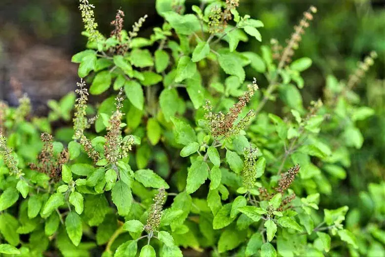 1727589192 tulsi4 2024 09 4ca1e675e7520bb147e0d29b27f0ac92
