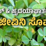 IMG 20250817 WA0004