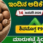 arecanut price jan 14th