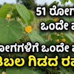 atibala plant benefits home remedy piles cough weakness