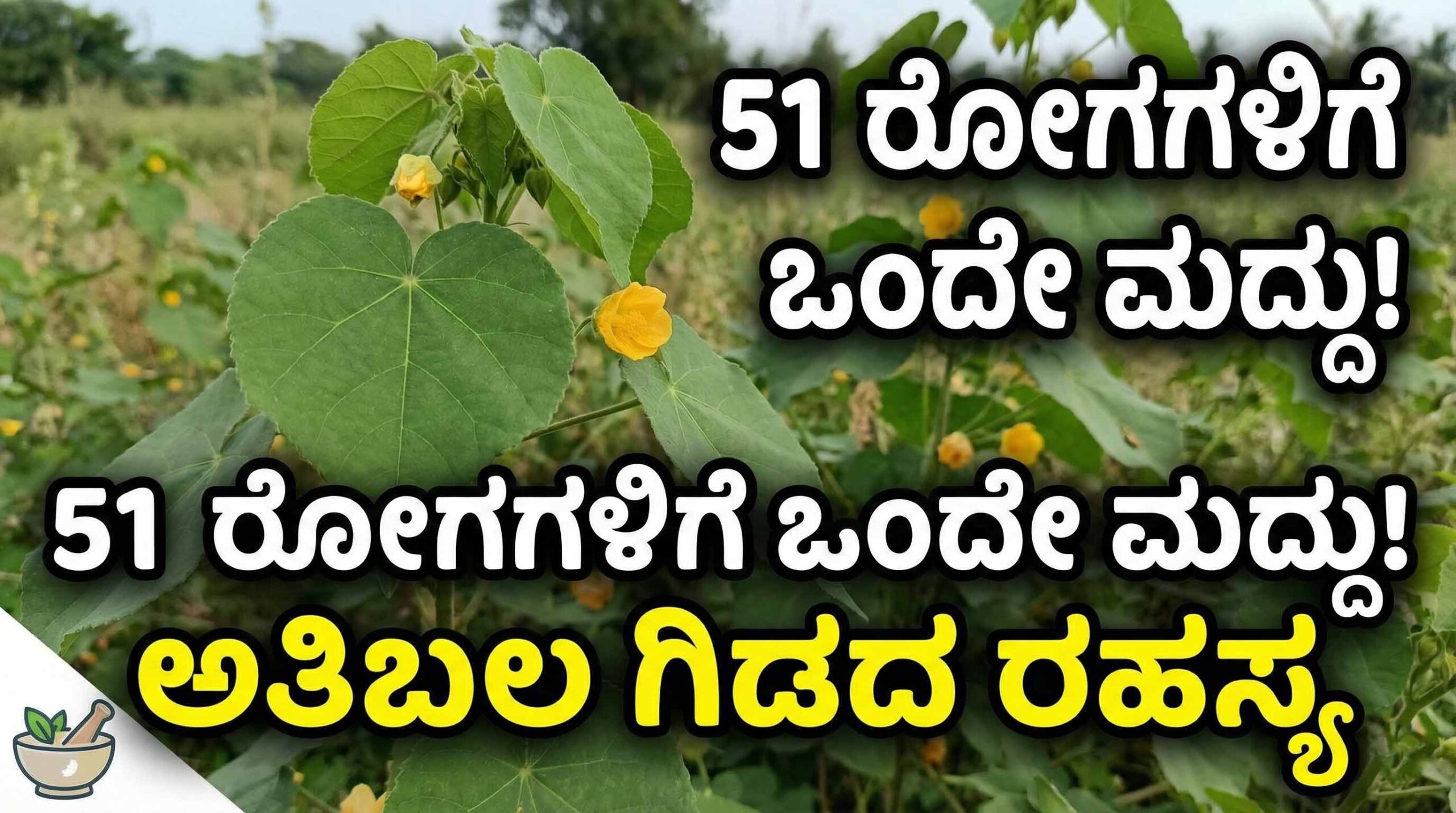 atibala plant benefits home remedy piles cough weakness scaled