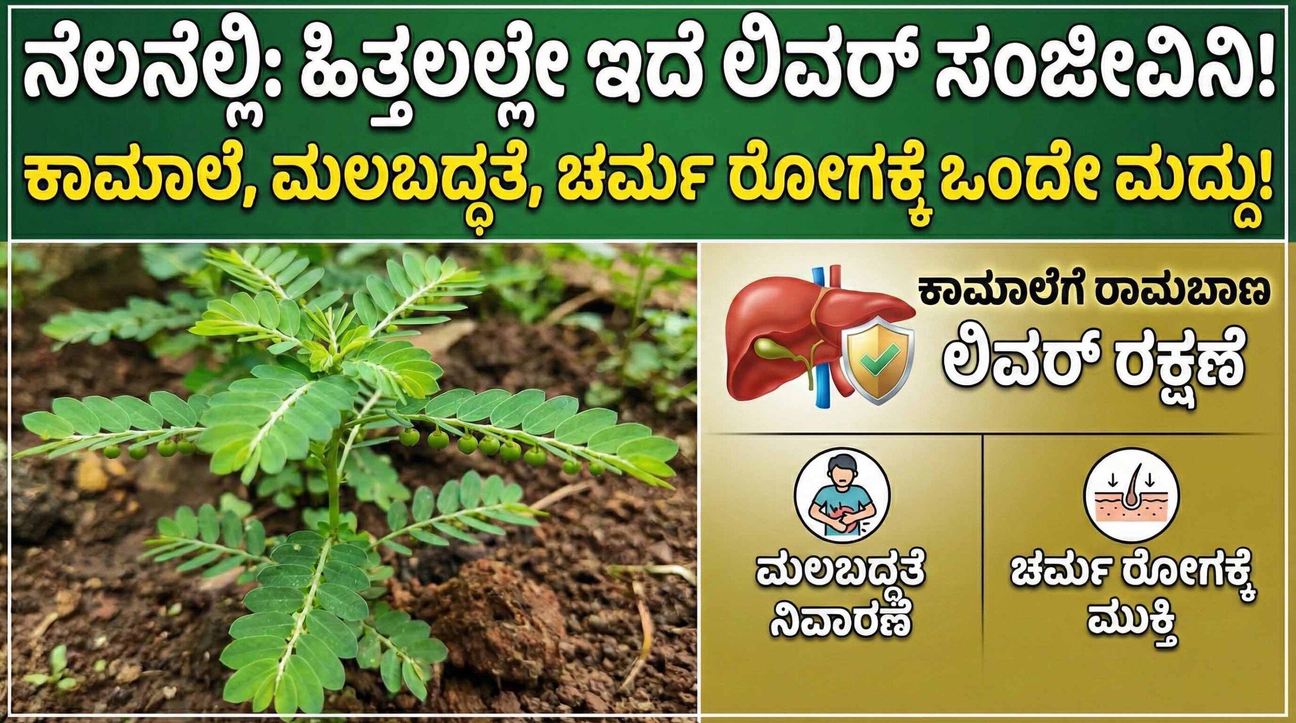 nela nelli plant uses benefits for jaundice kannada scaled