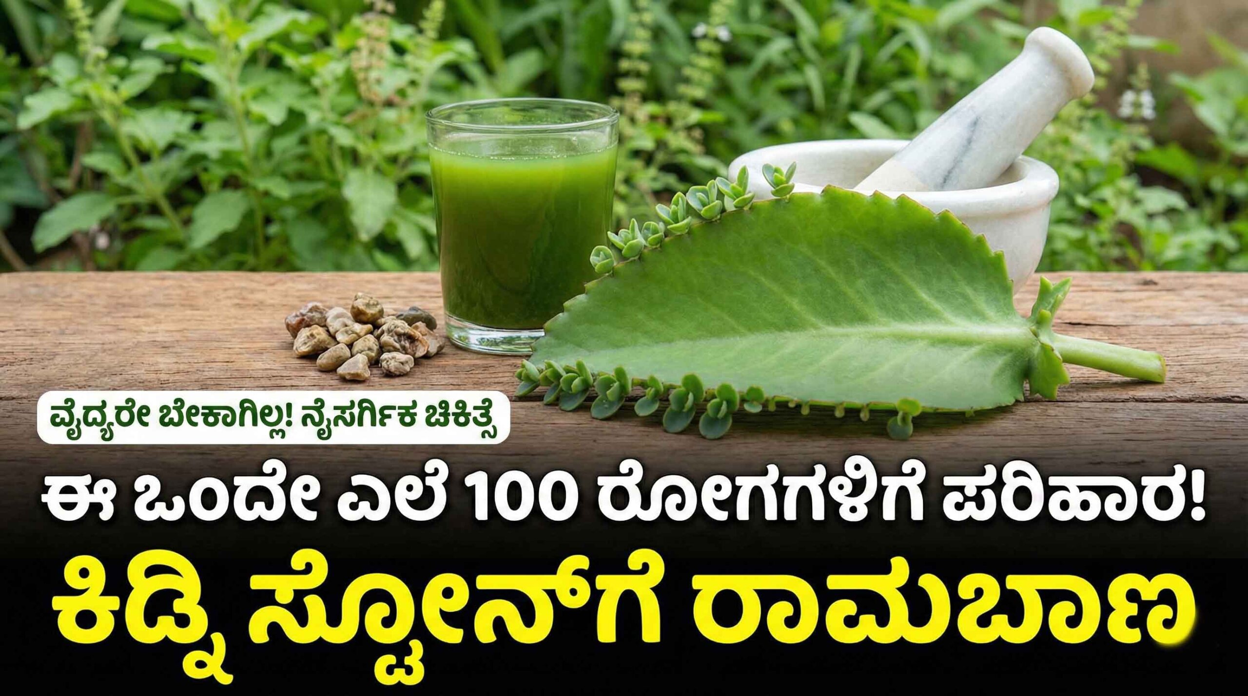 ranapala leaf benefits kidney stone home remedy scaled