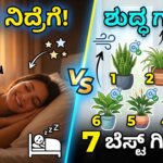 7 best bedroom plants for better sleep