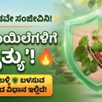 amruthaballi giloy health benefits kannada home remedies