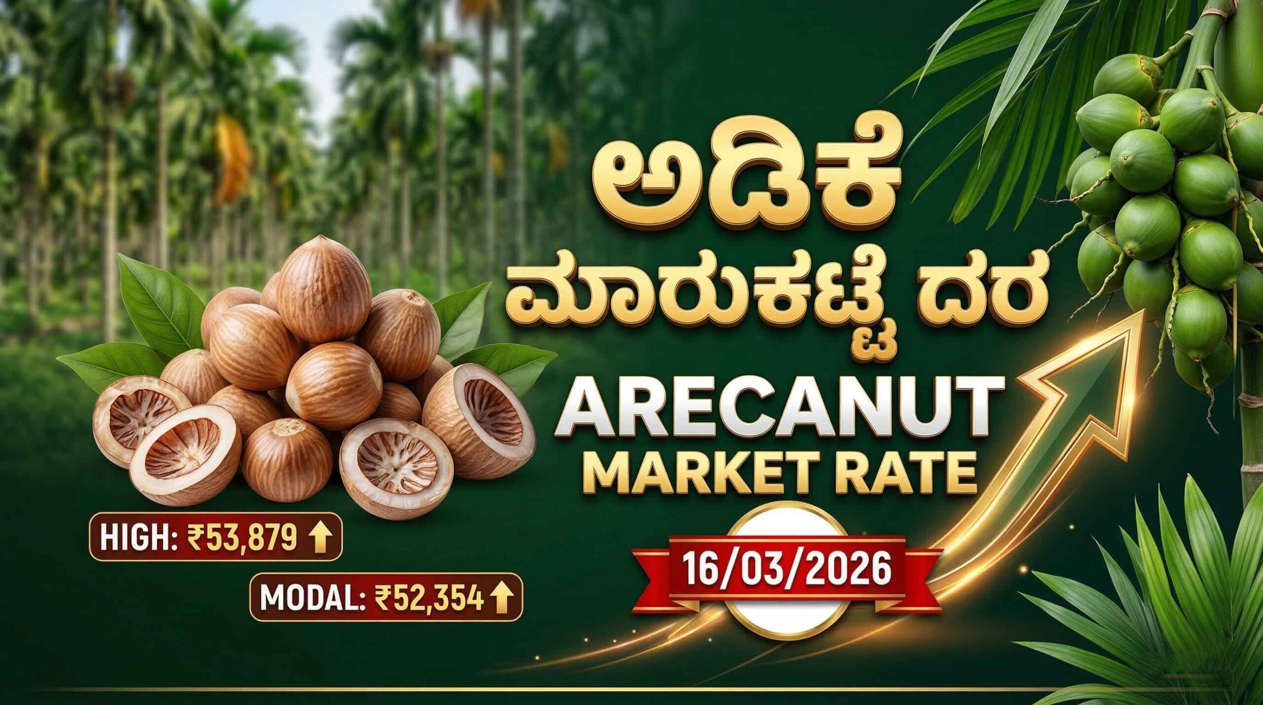 arecanut market price today 16 march 2026 shivamogga channagiri scaled