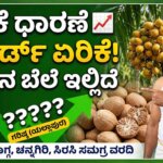 karnataka arecanut price today 26 march 2026 market report
