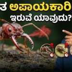 world most dangerous ants bulldog ant bullet ant lethal stings kannada