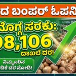 adike price today karnataka shivamogga rates