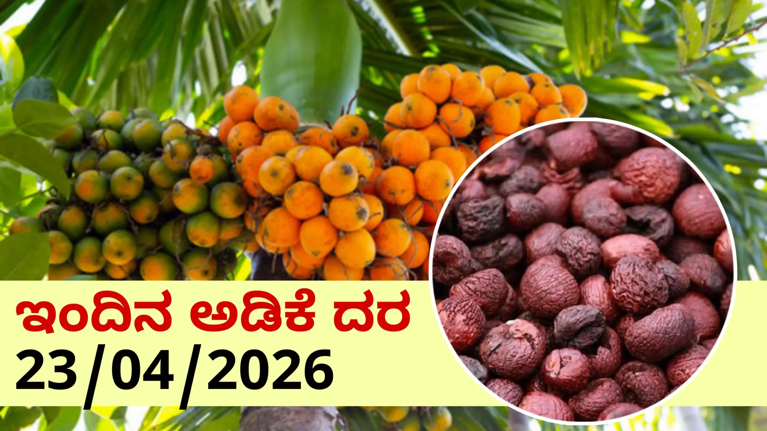 arecanut april 23 scaled