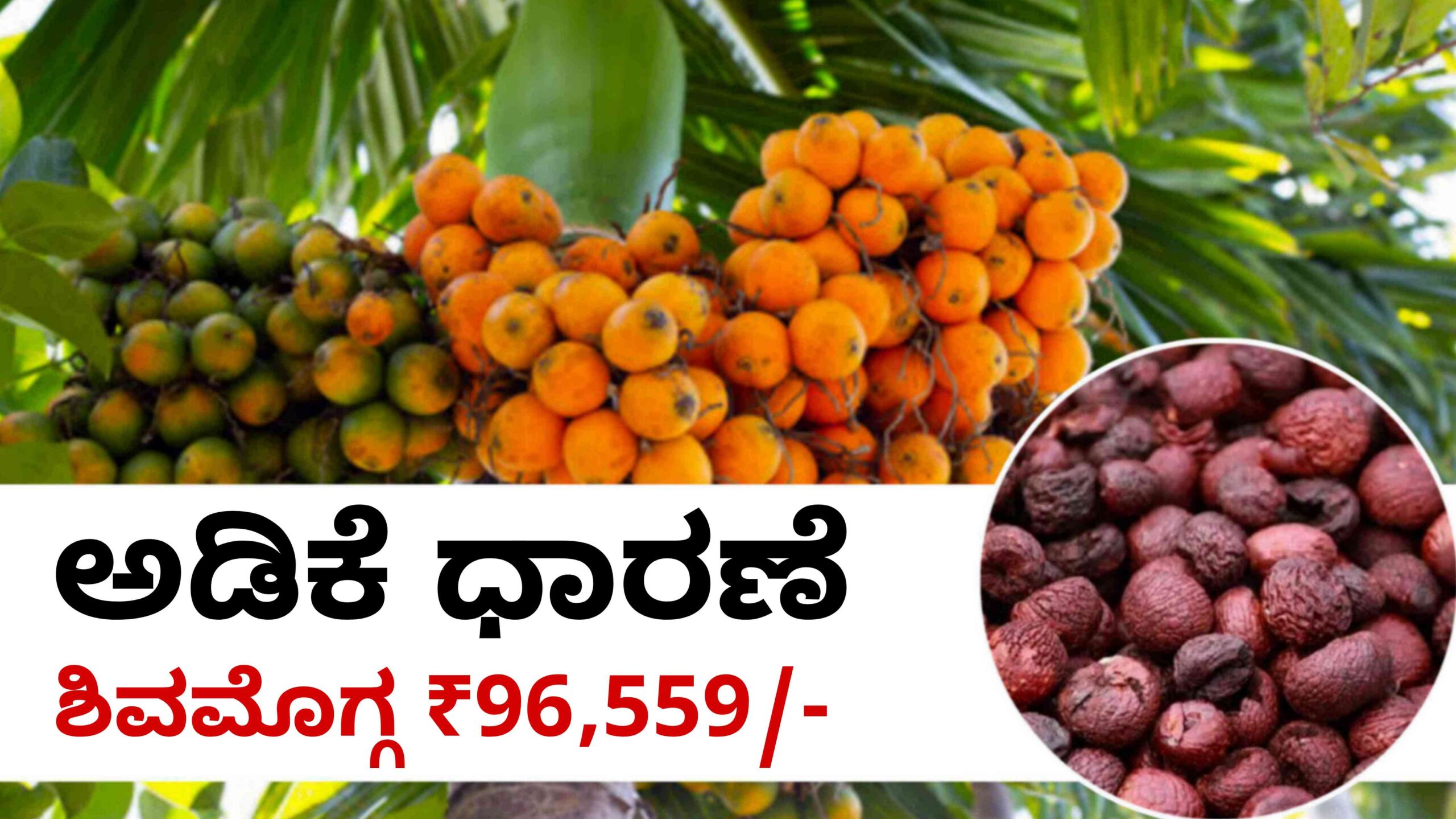 arecanut april 29 scaled