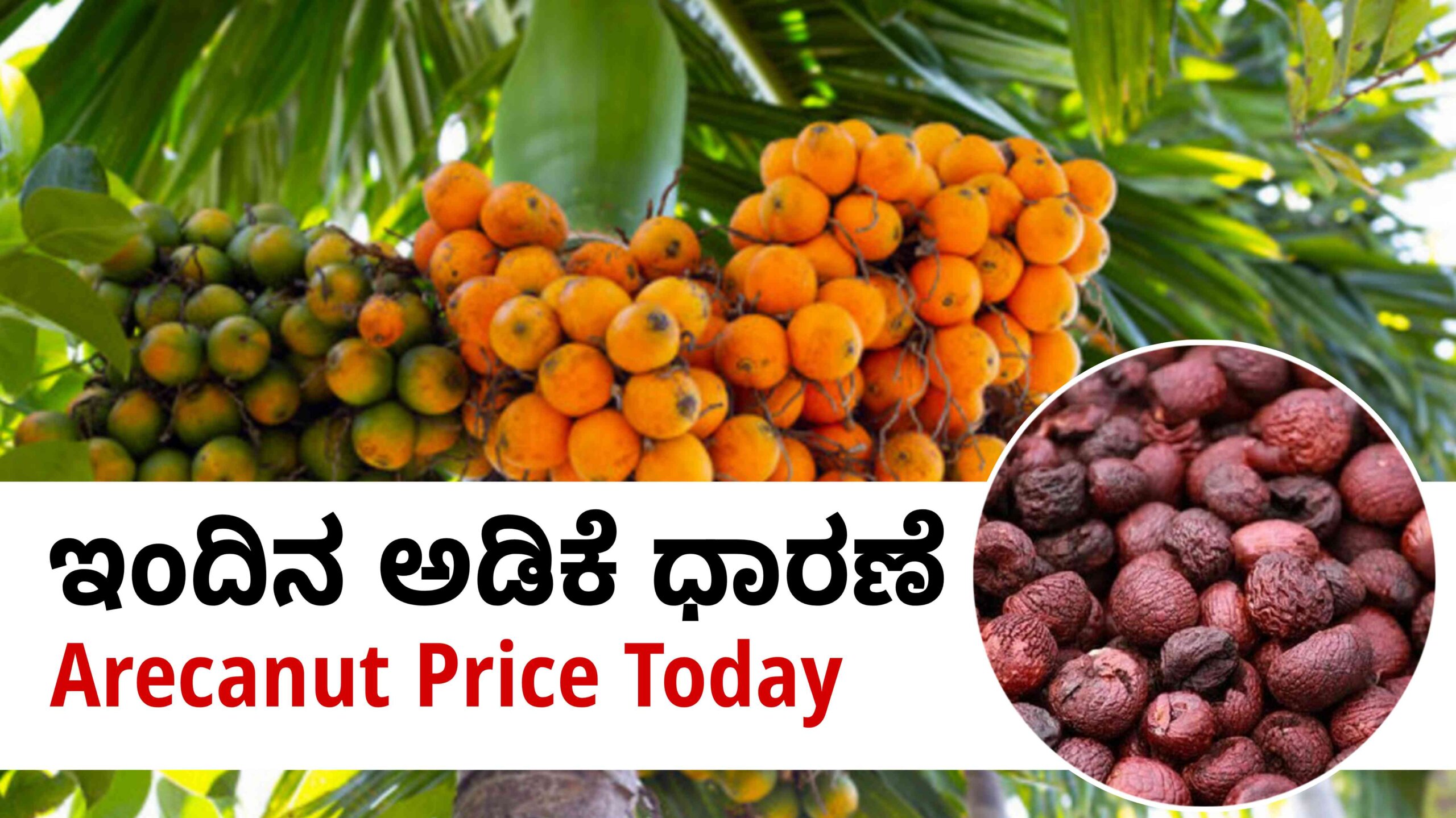 arecanut price april 24 scaled