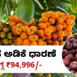 arecanut price april 28