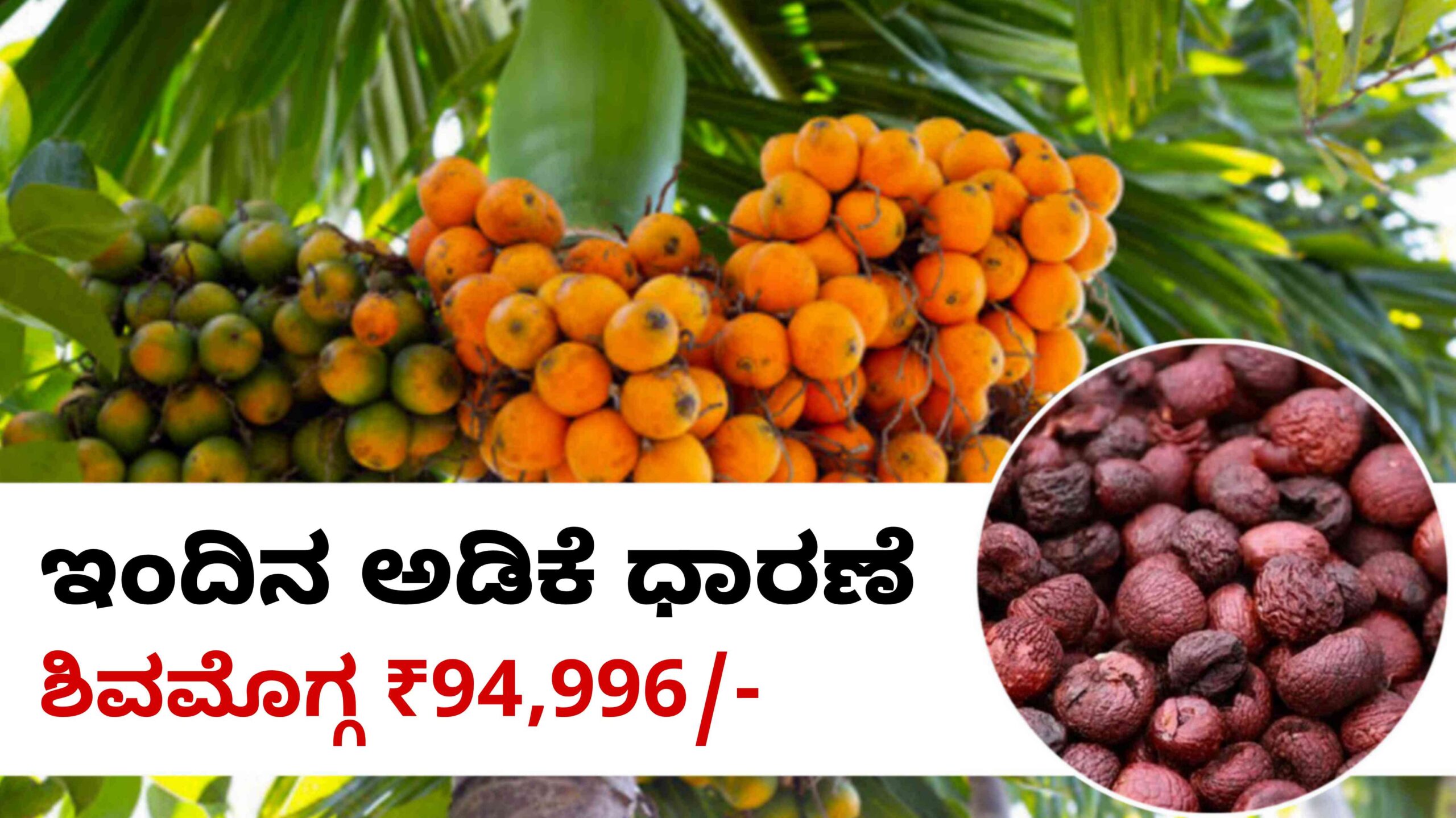 arecanut price april 28 scaled