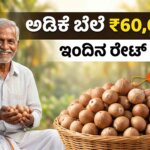 karnataka today arecanut market price guide 2026