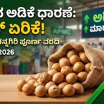 today arecanut market price shivamogga channagiri april 10 2026