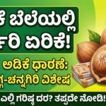 today arecanut market price shivamogga channagiri kannada news
