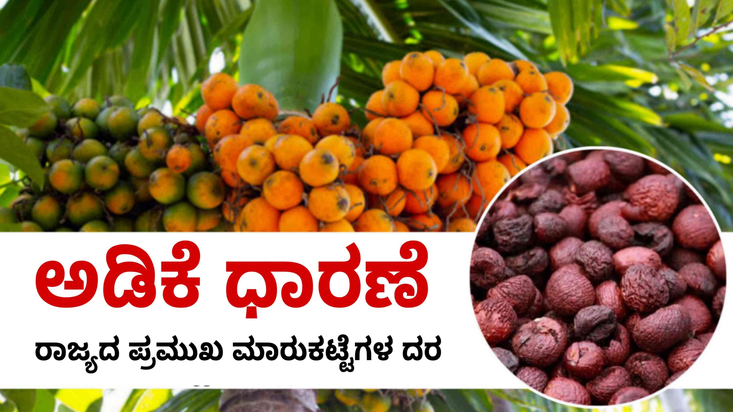 ADIKE RATE TODAY ಇಂದಿನ ಅಡಿಕೆ ಬೆಲೆ scaled