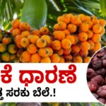 ARECANUT PRICE TODAY MAY 6