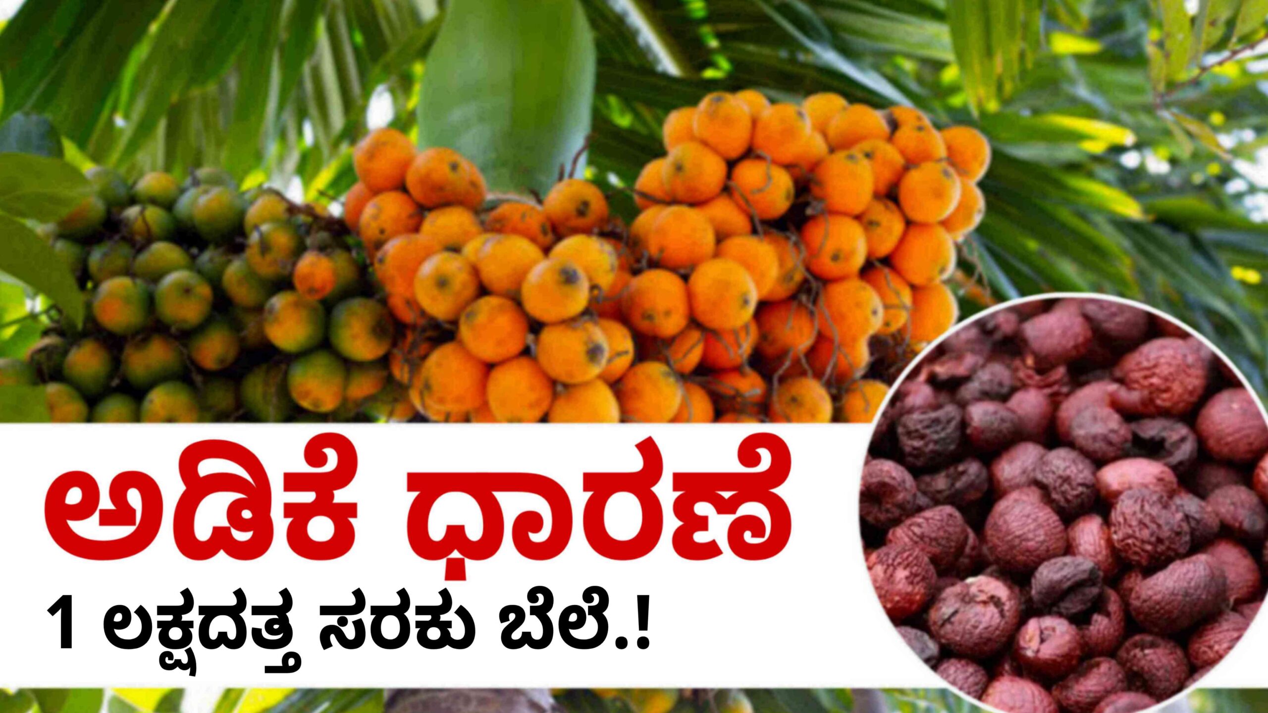 ARECANUT PRICE TODAY MAY 6 scaled