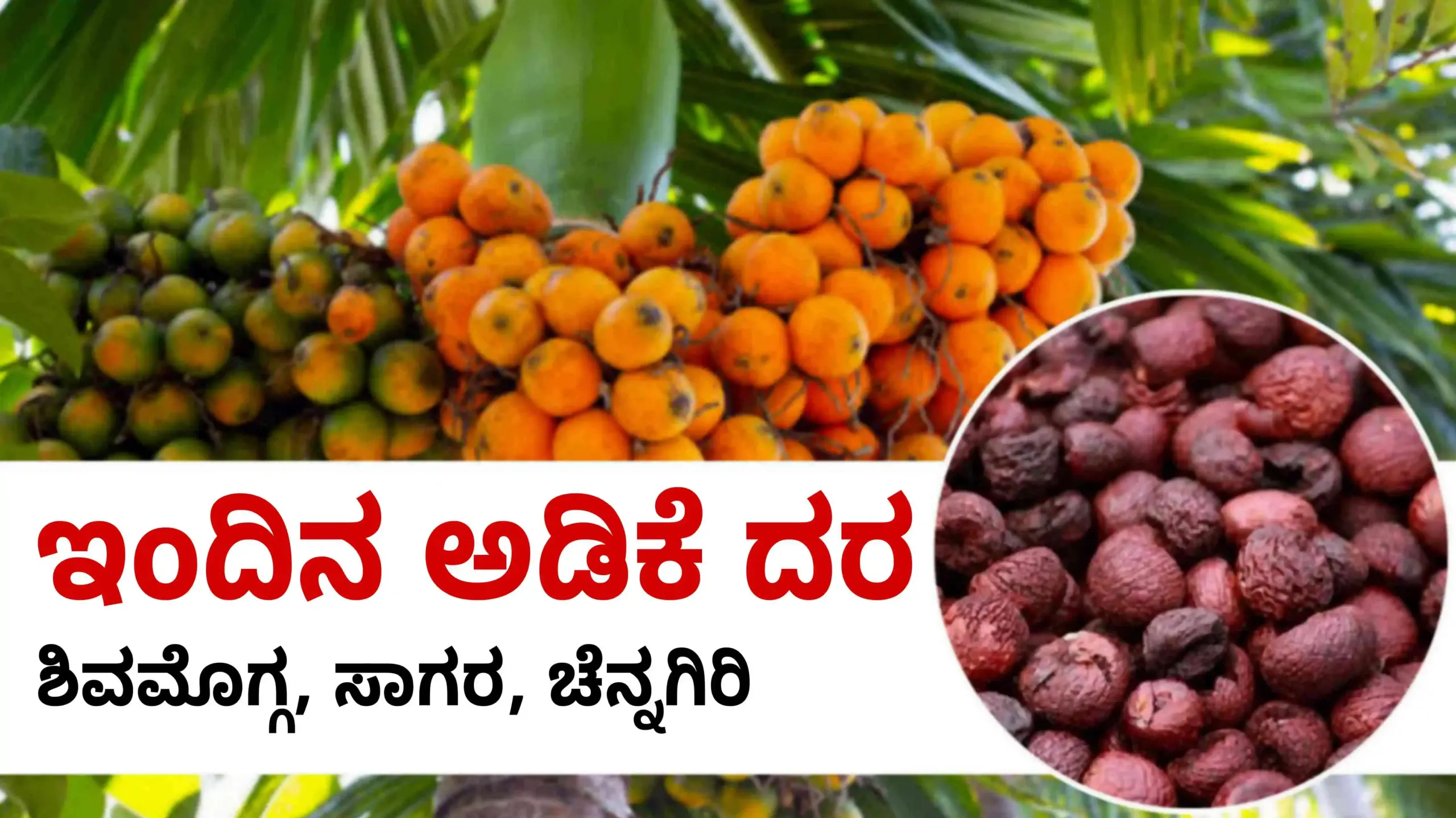 ARECANUT TODAY ಅಡಿಕೆ ಧಾರಣೆ scaled