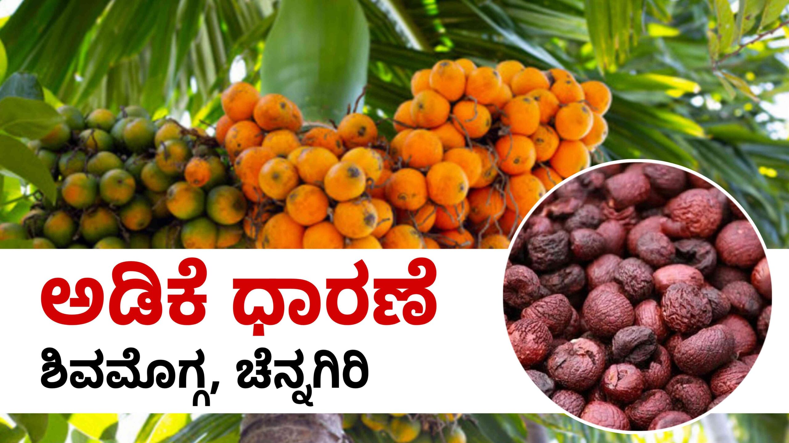 Areca nut price may 7 scaled