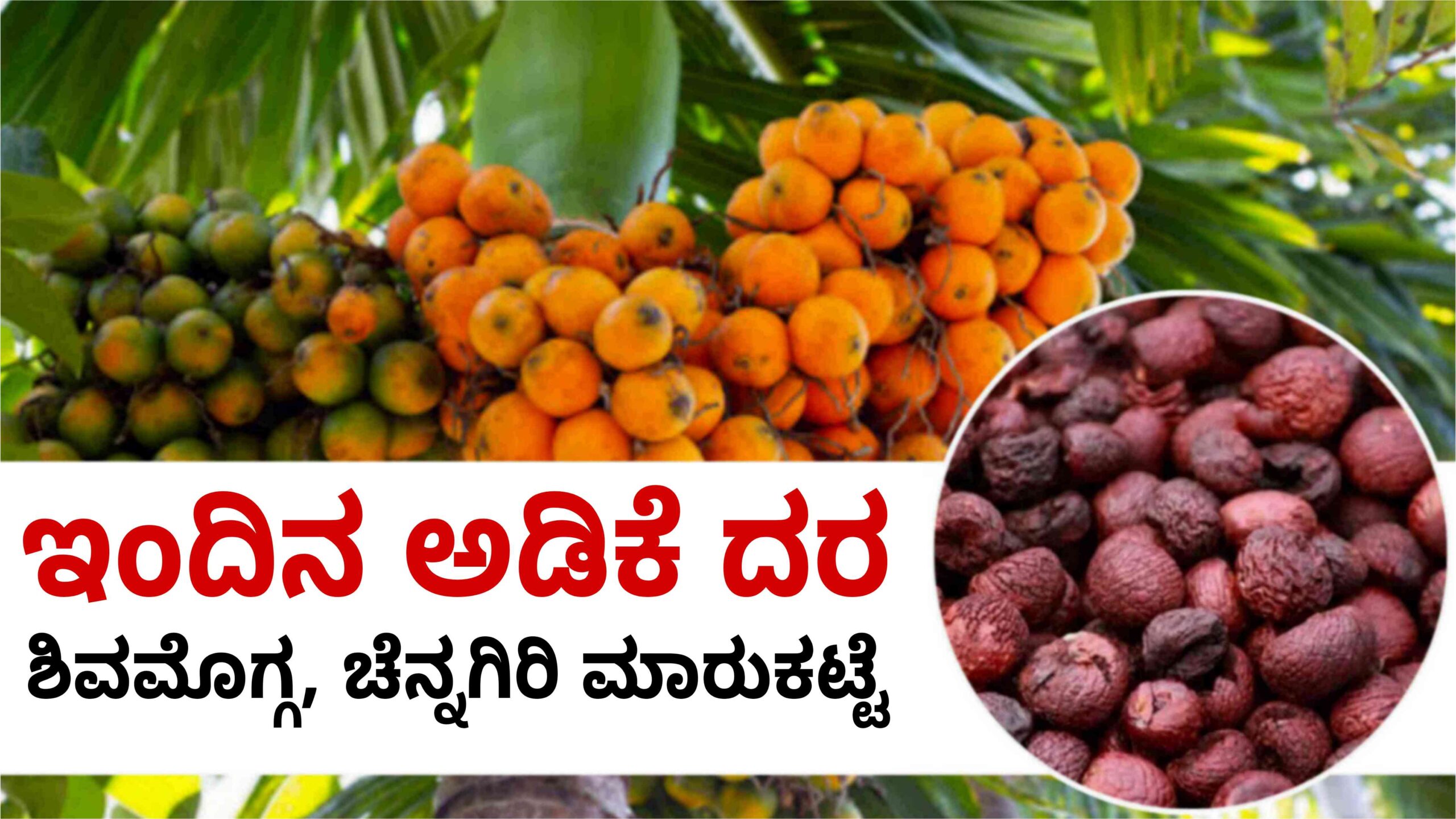 Arecanut Price Today ಶಿವಮೊಗ್ಗ scaled