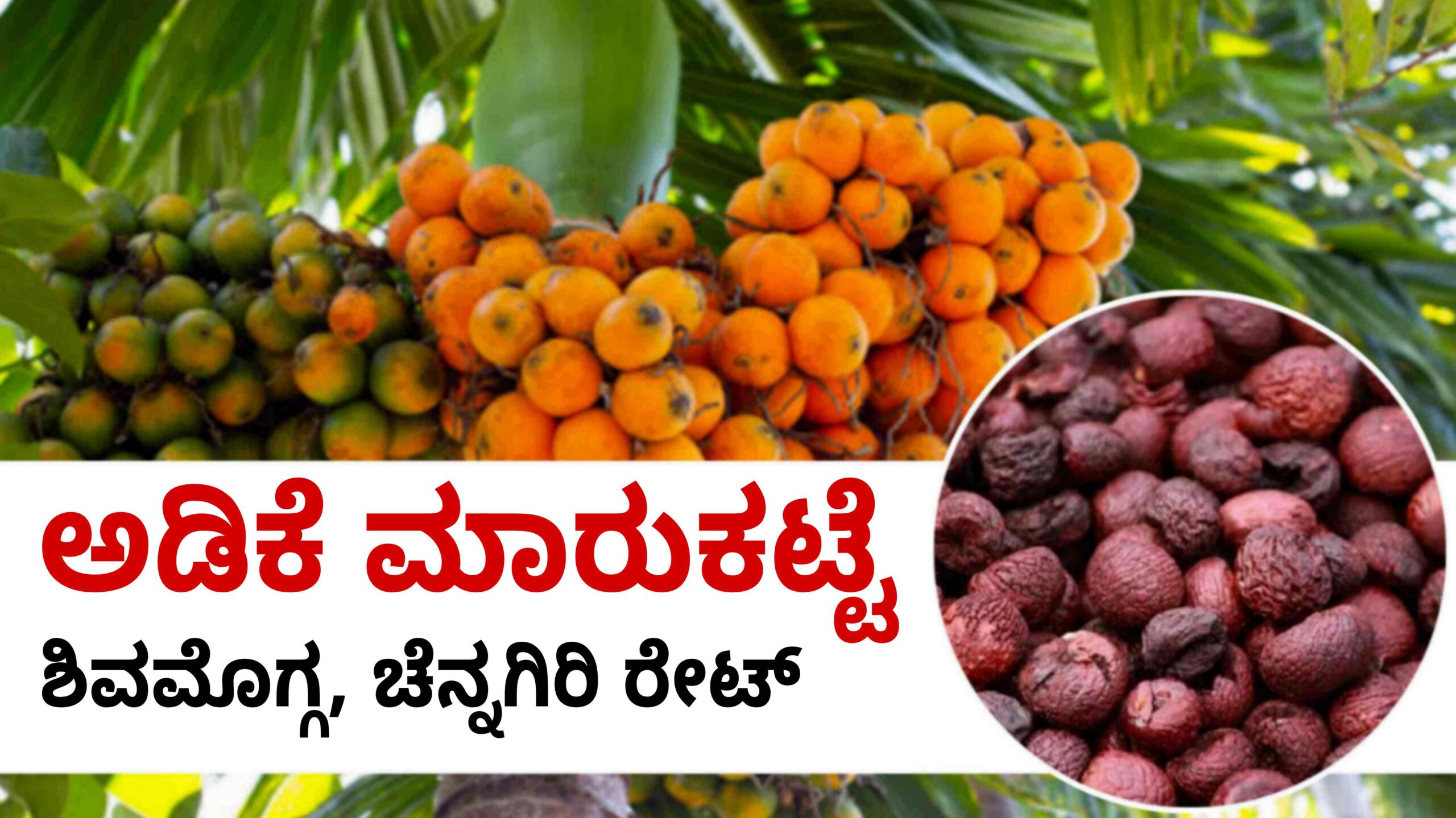 arecanut price may 14 ಅಡಿಕೆ ದರ scaled