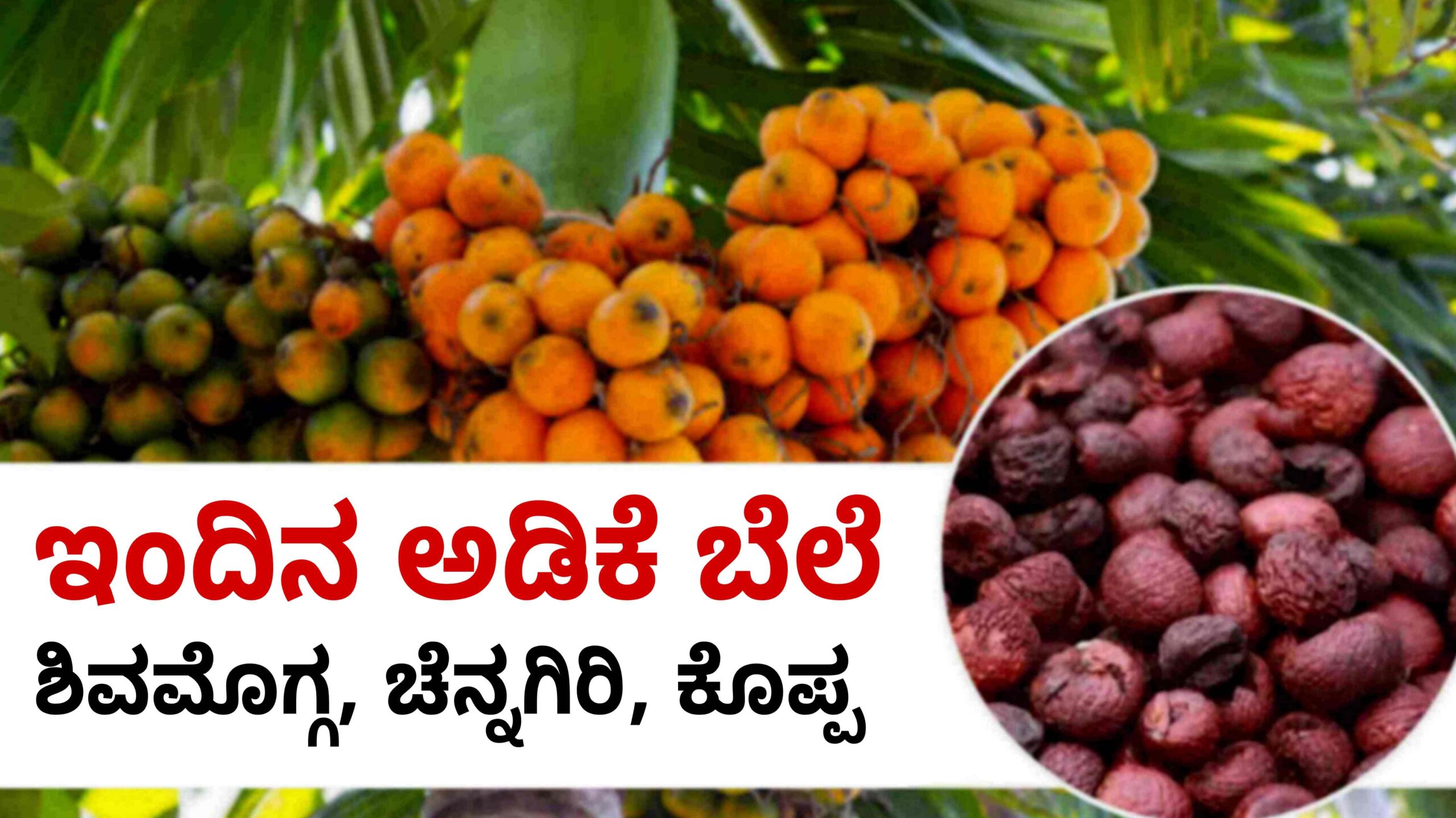 arecanut price may 27 ಅಡಿಕೆ scaled