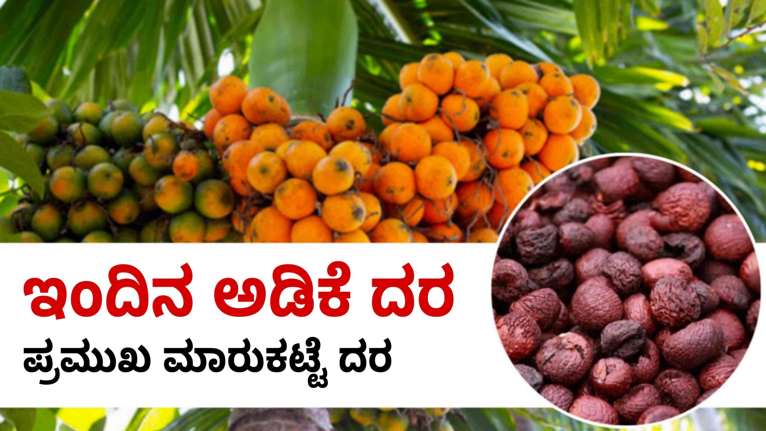 arecanut price today ಶಿವಮೊಗ್ಗ ಅಡಿಕೆ ರೇಟ್ scaled