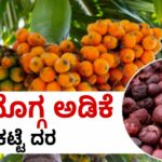 arecanut price ಶಿವಮೊಗ್ಗ ಅಡಿಕೆ