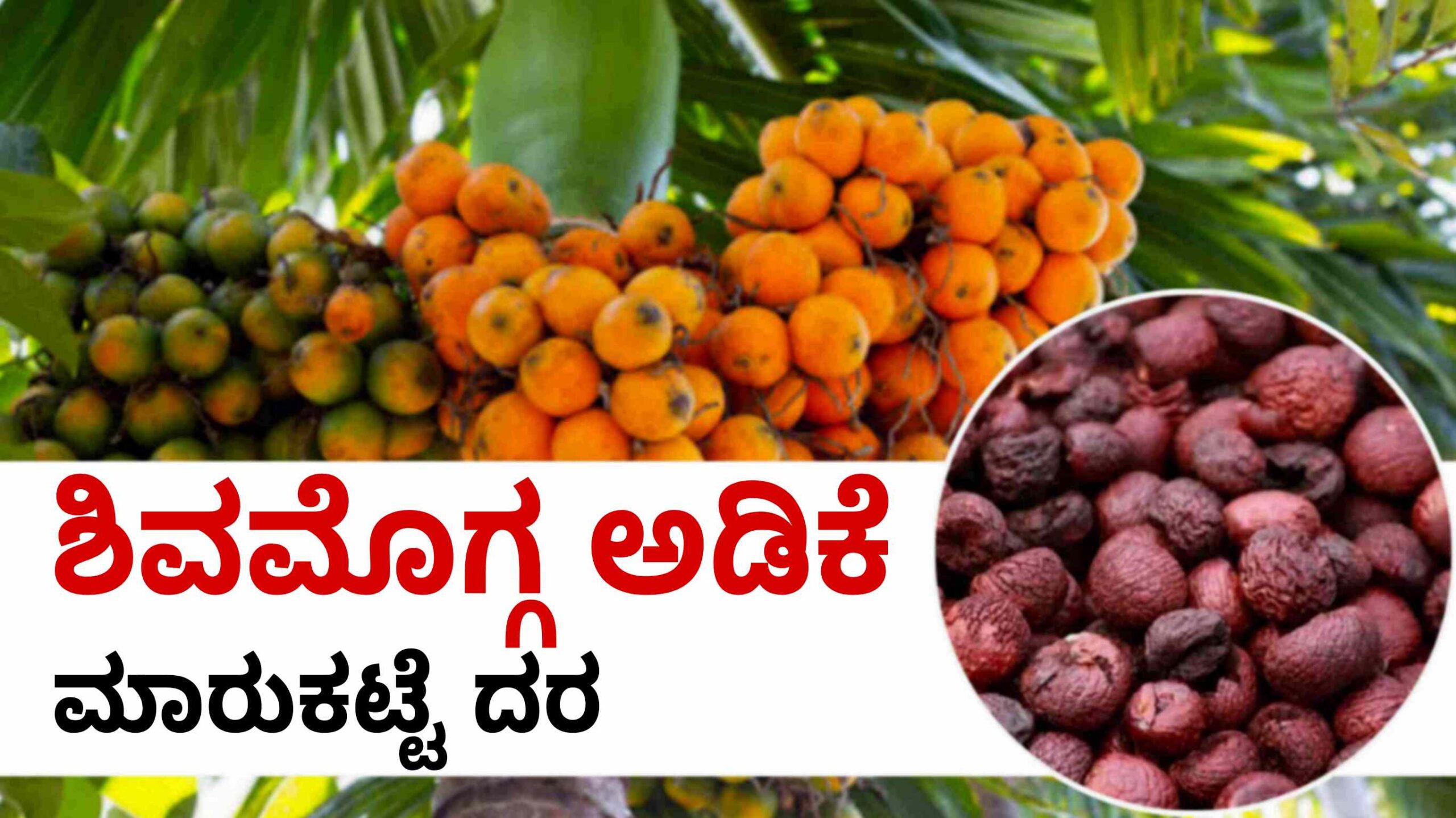 arecanut price ಶಿವಮೊಗ್ಗ ಅಡಿಕೆ scaled