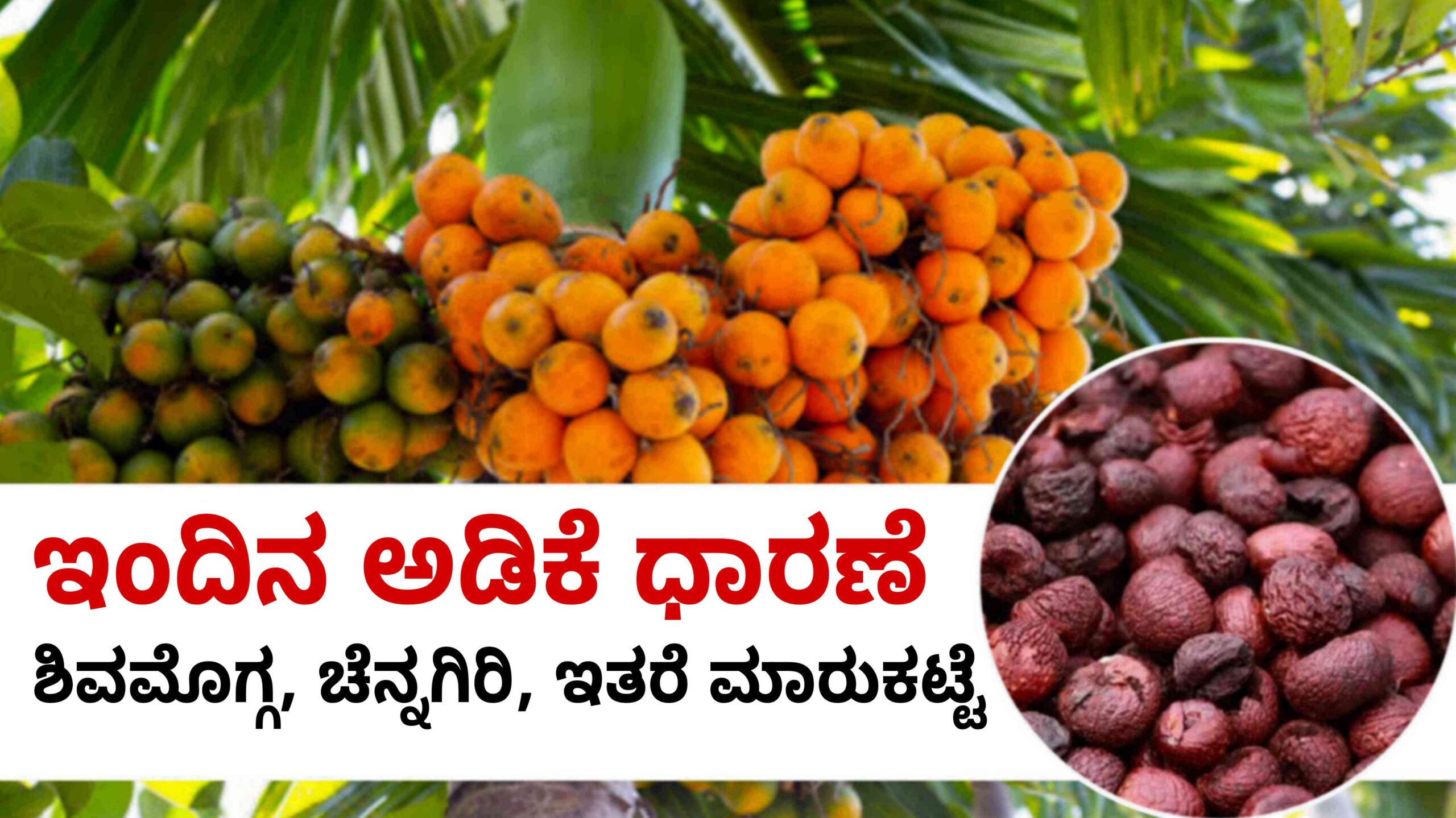 arecanut rate may 4 shivamogga scaled