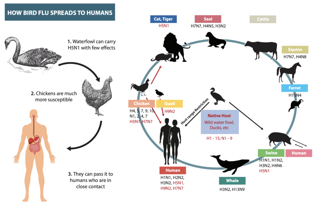 spread of h5n1