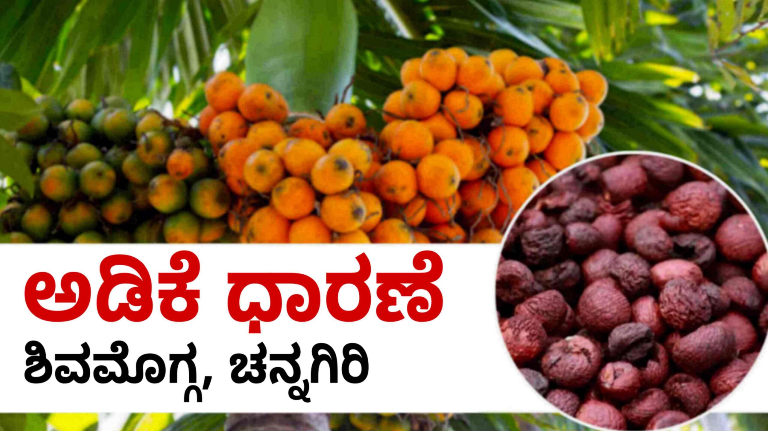 ಅಡಿಕೆ ಬೆಲೆ may 29 scaled