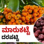 ಅಡಿಕೆ ಬೆಲೆ ಮಾರುಕಟ್ಟೆ ದರ arecanut price