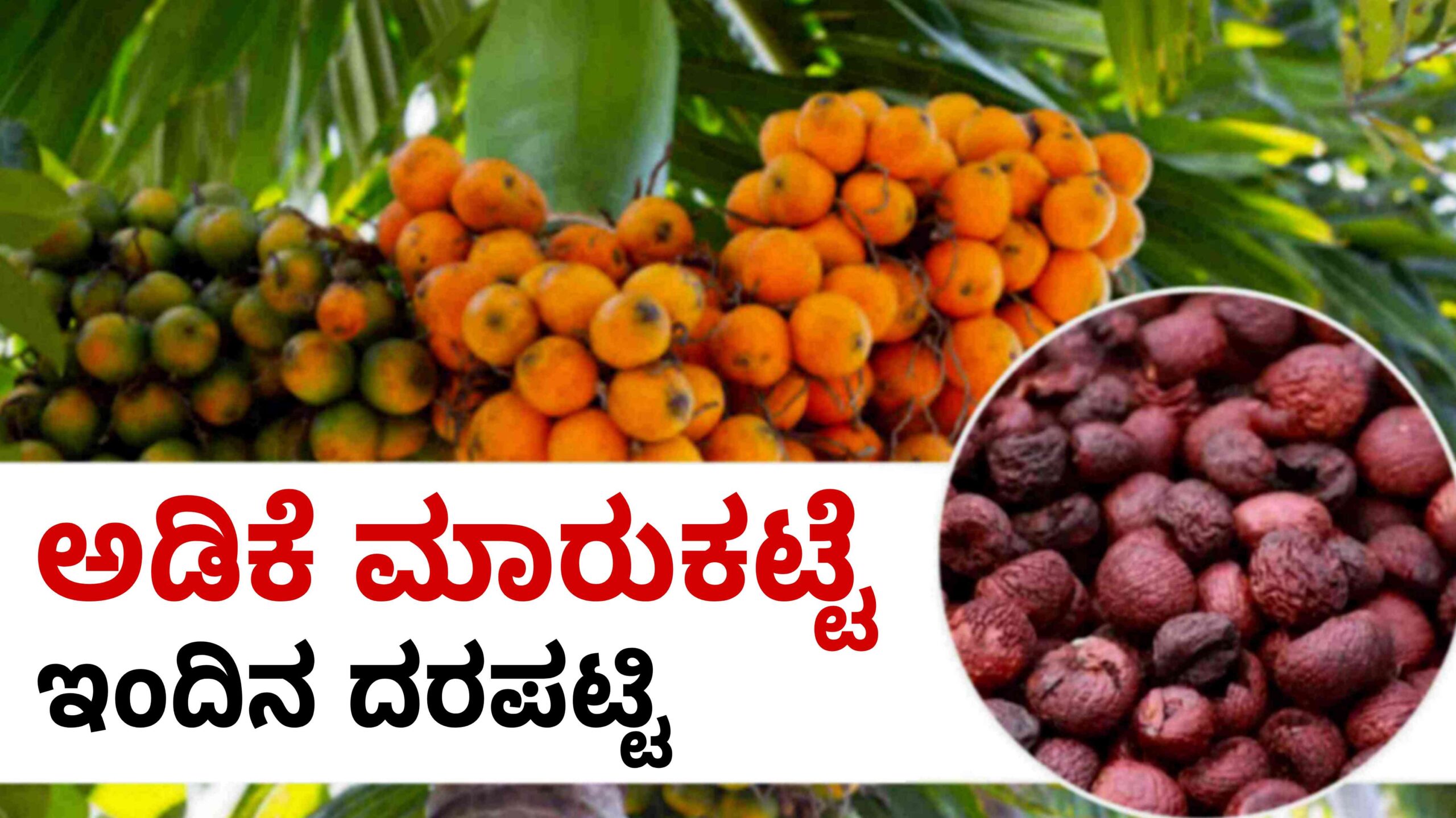 ಅಡಿಕೆ ಬೆಲೆ ಮಾರುಕಟ್ಟೆ ದರ arecanut price scaled
