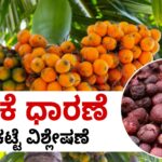 ಇಂದಿನ ಅಡಿಕೆ ಧಾರಣೆ arecanut Price today