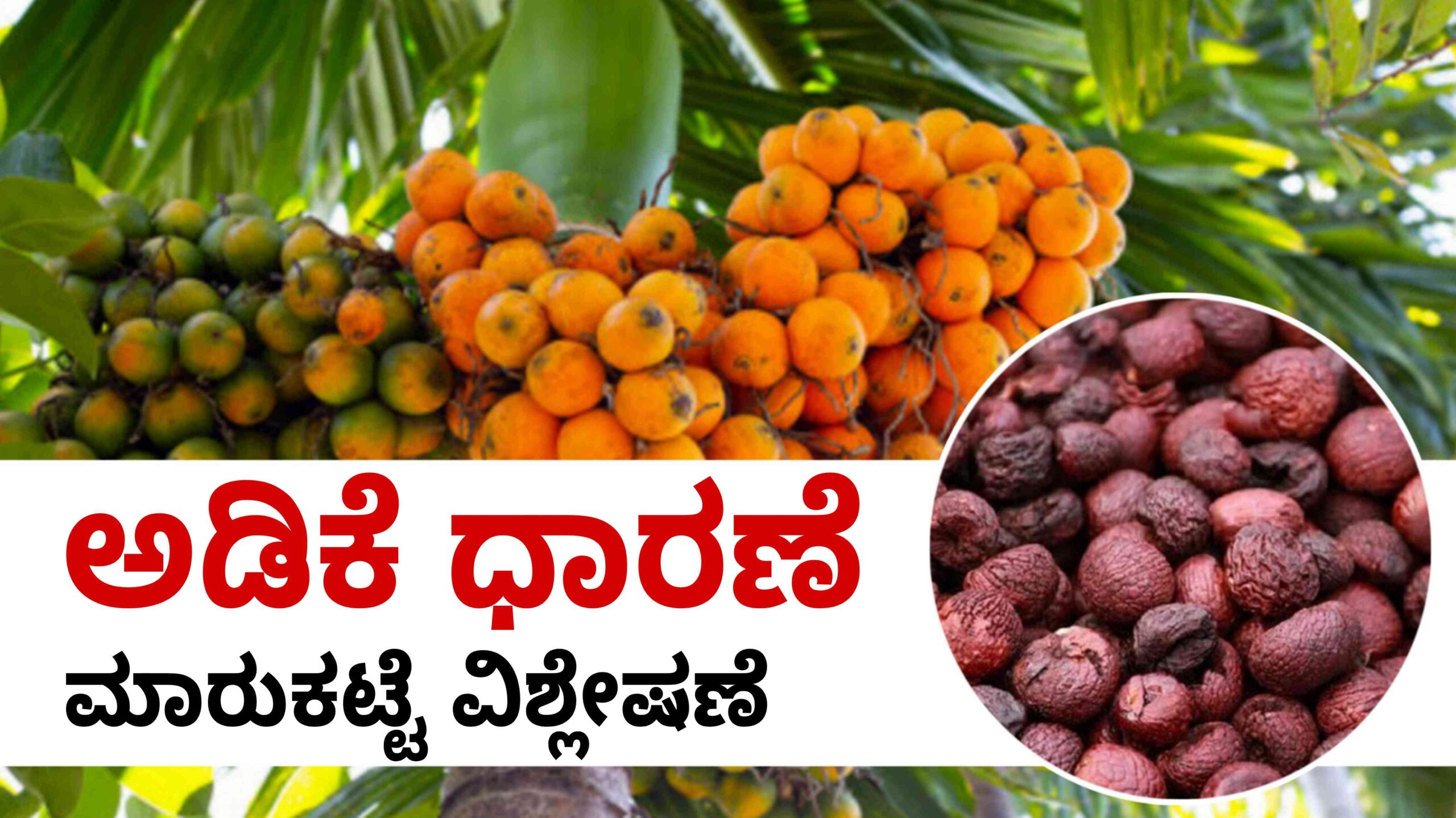 ಇಂದಿನ ಅಡಿಕೆ ಧಾರಣೆ arecanut Price today scaled