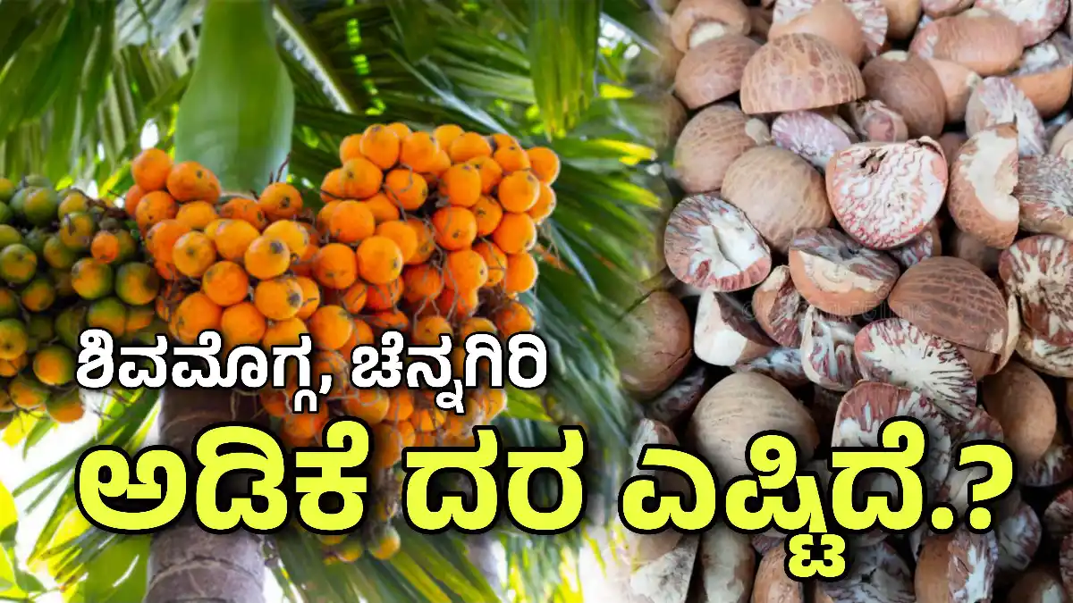 Arecanut Price Today ಶಿವಮೊಗ್ಗ june 8