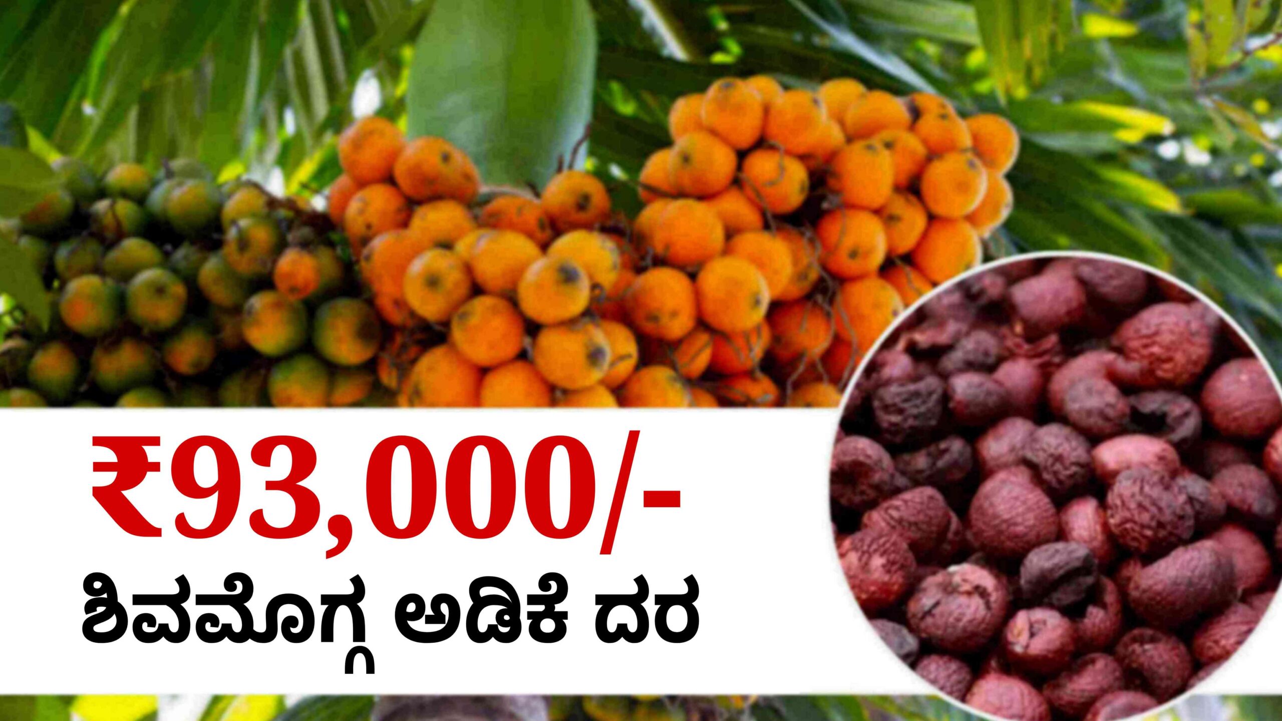 arecanut price ಶಿವಮೊಗ್ಗ ಅಡಿಕೆ JUNE 2 scaled