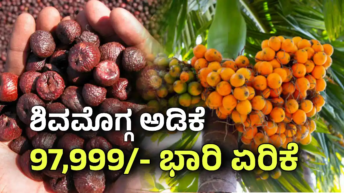 shivamogga ಅಡಿಕೆ ದರ june 4
